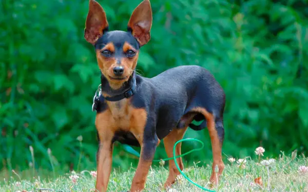 Os 6 maiores mitos sobre o pinscher miniatura