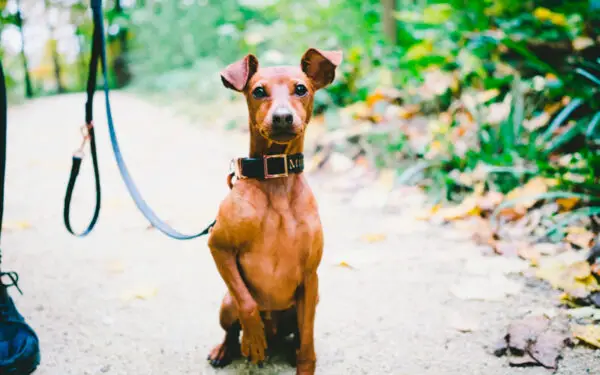 Os 6 maiores mitos sobre o pinscher miniatura