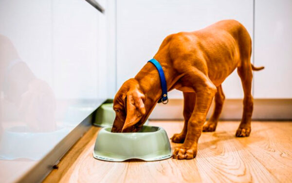 problemas causados aos cachorros pela alimentação errada