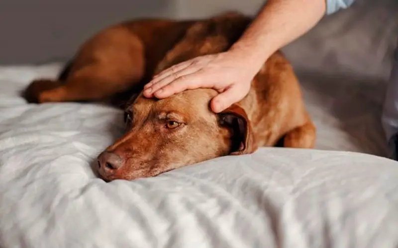 problemas-causados-aos-cachorros-pela-alimentação-errada-3