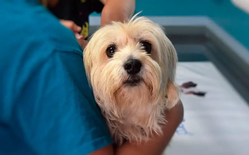 problemas causados aos cachorros pela alimentação errada