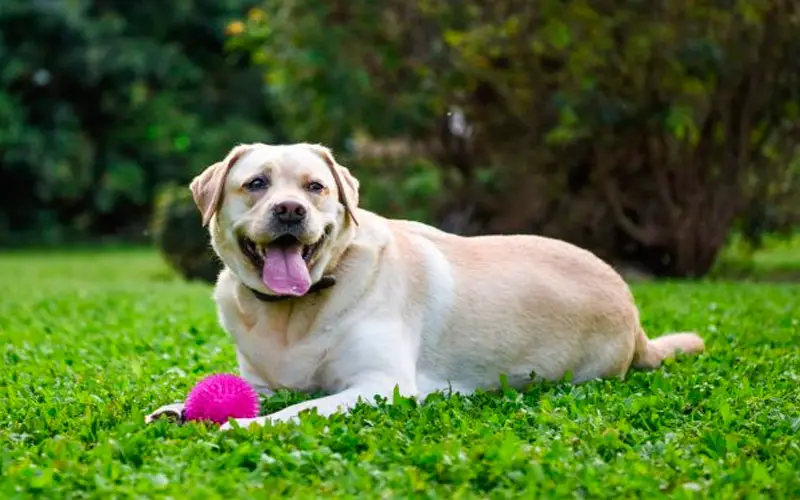 problemas causados aos cachorros pela alimentação errada