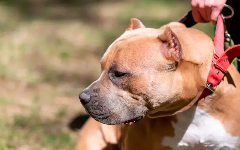 American-bully-pode-ser-banido-da-Grã-Bretanha-1