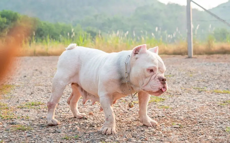 American-bully-pode-ser-banido-da-Grã-Bretanha-2