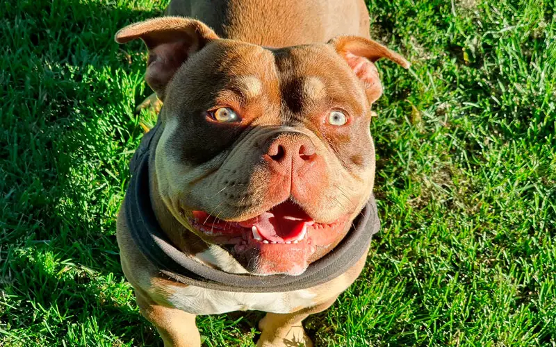 American-bully-pode-ser-banido-da-Grã-Bretanha-3