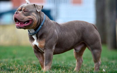 American-bully-pode-ser-banido-da-Grã-Bretanha