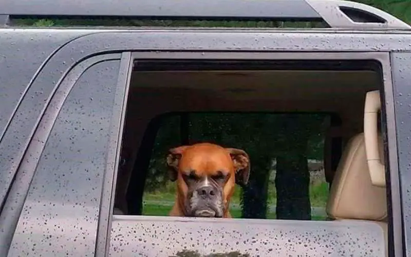 Andar-de-carro-com-um-cachorro-nunca-é-chato-ou-entediante-11