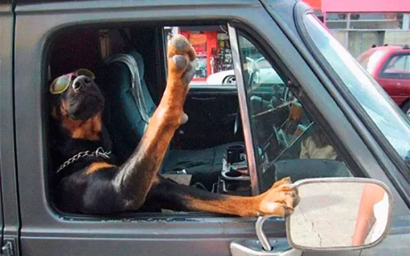 Andar-de-carro-com-um-cachorro-nunca-é-chato-ou-entediante-2