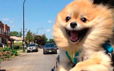 37 fotos que mostram que andar de carro com um cachorro nunca é chato ou entediante