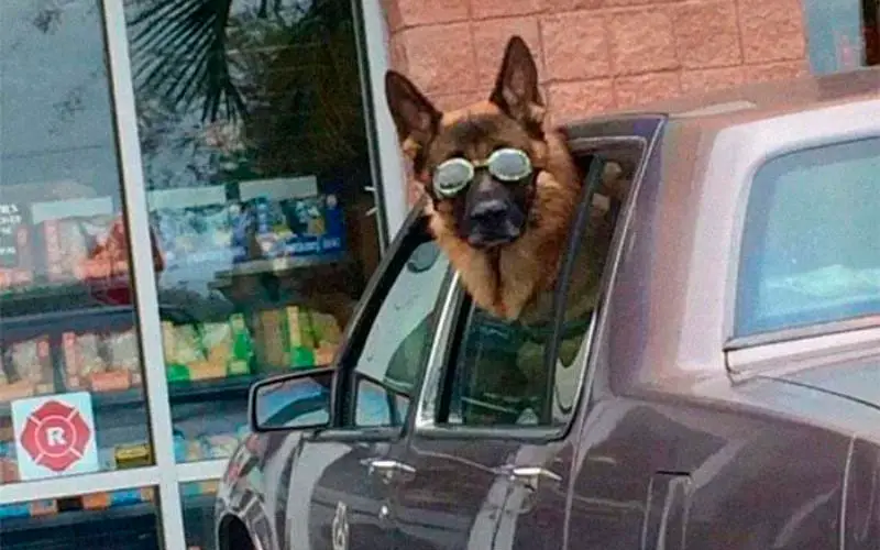 Andar-de-carro-com-um-cachorro-nunca-é-chato-ou-entediante-23