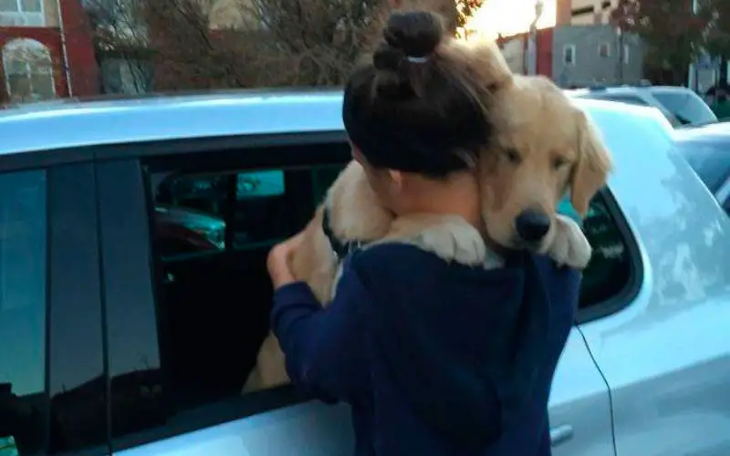 Andar-de-carro-com-um-cachorro-nunca-é-chato-ou-entediante-24