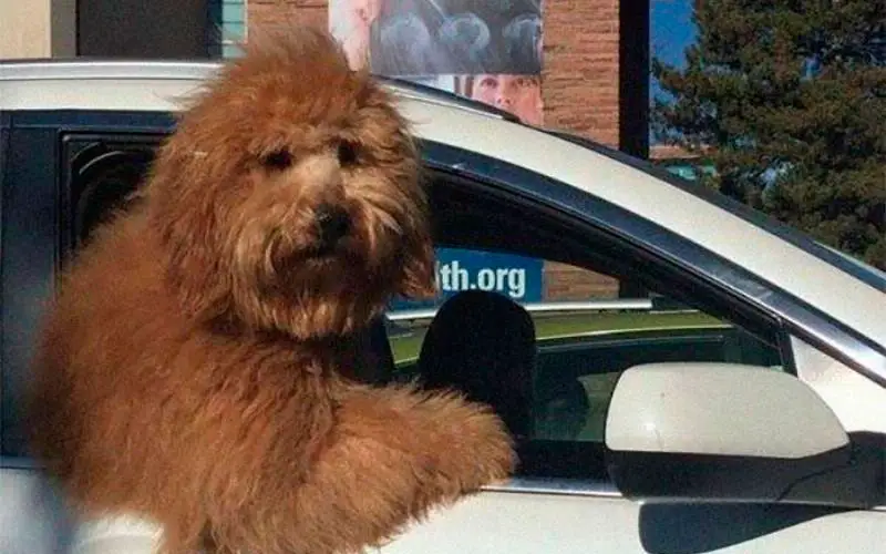 Andar-de-carro-com-um-cachorro-nunca-é-chato-ou-entediante-26