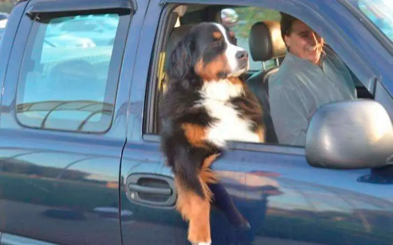 Andar-de-carro-com-um-cachorro-nunca-é-chato-ou-entediante-27