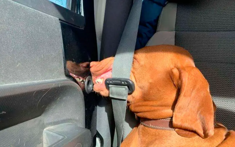 Andar-de-carro-com-um-cachorro-nunca-é-chato-ou-entediante-35