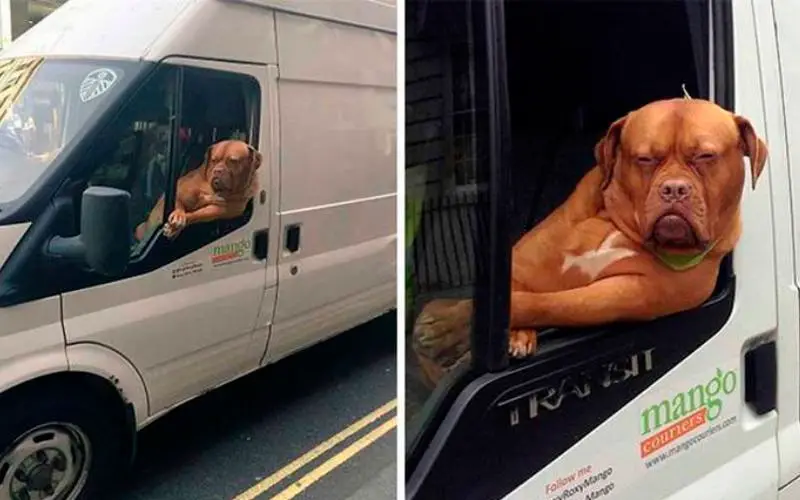 Andar-de-carro-com-um-cachorro-nunca-é-chato-ou-entediante-5