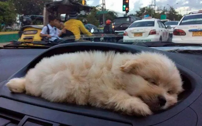 Andar-de-carro-com-um-cachorro-nunca-é-chato-ou-entediante-6