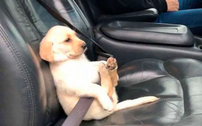 Andar-de-carro-com-um-cachorro-nunca-é-chato-ou-entediante-8