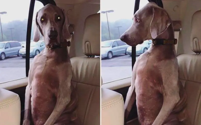 Andar-de-carro-com-um-cachorro-nunca-é-chato-ou-entediante