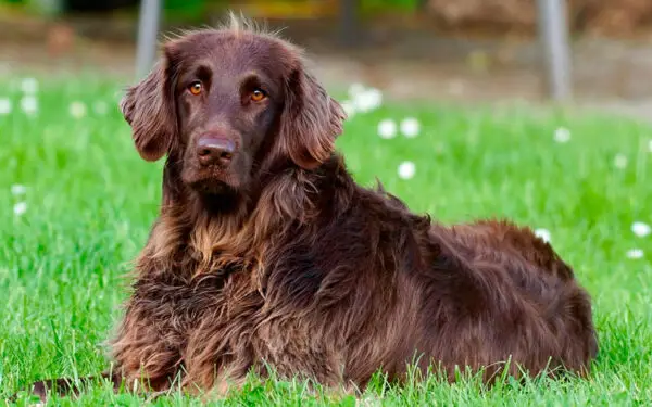 Barba-tem-mais-germes-do-que-pelo-de-cachorro-3