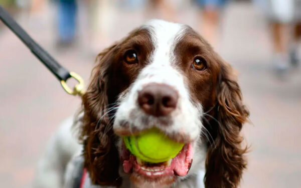 Bolinhas de tênis são perigosas para os cachorros