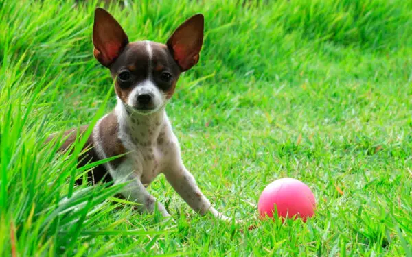 Bolinhas de tênis são perigosas para os cachorros