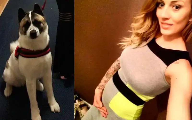 Cachorra salva a vida de mulher grávida ao não parar de latir em sua barriga
