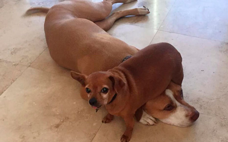 Cachorra se recusa a deixar o abrigo sem o melhor amigo Cachorra-se-recusa-a-deixar-o-abrigo-sem-o-melhor-amigo-7