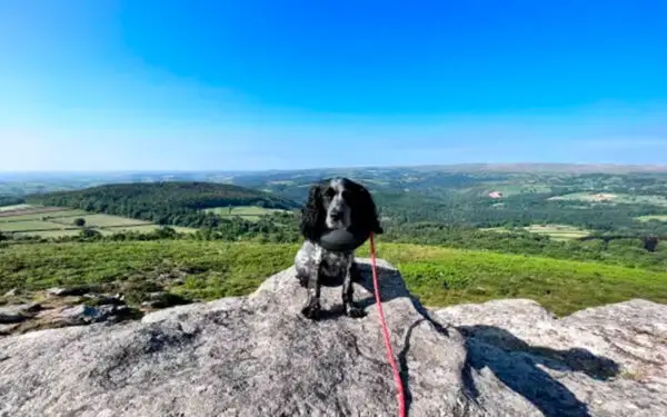 Cachorro engole brinquedo tem sua vida salva graças a isto