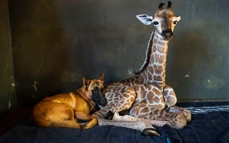 Cachorro se torna guardião de uma adorável girafa bebê