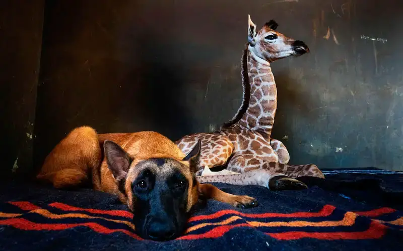 Cachorro se torna guardião de uma adorável girafa bebê