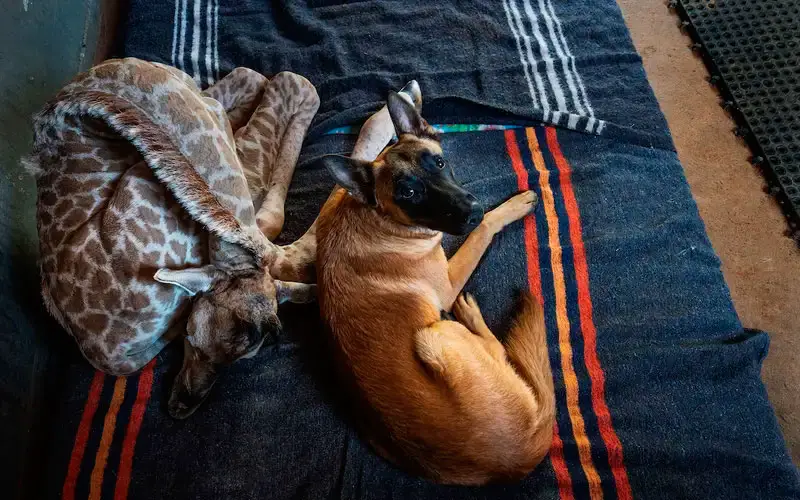 Cachorro se torna guardião de uma adorável girafa bebê