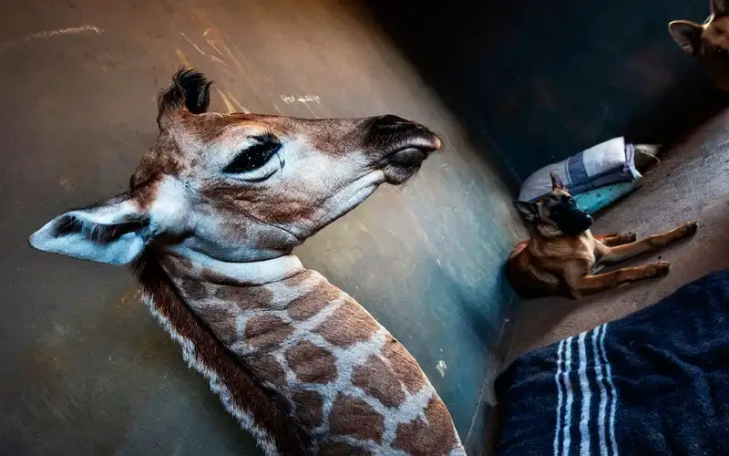 Cachorro se torna guardião de uma adorável girafa bebê