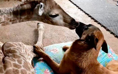 Cachorro-se-torna-guardião-de-uma-girafa