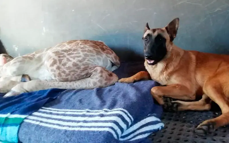 Cachorro se torna guardião de uma adorável girafa bebê