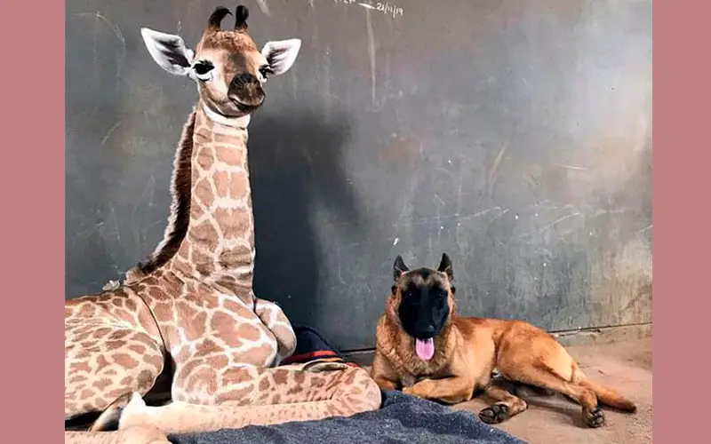 Cachorro se torna guardião de uma adorável girafa bebê