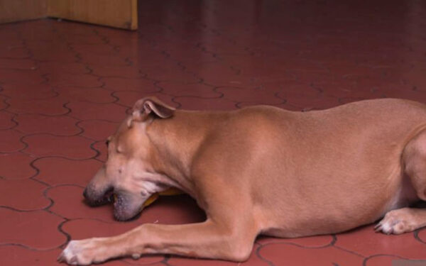 Cachorro tossindo e engasgando: o que pode ser?