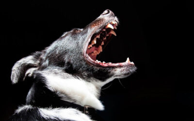 Cachorro tossindo e engasgando: o que pode ser?