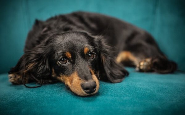 Cachorros conseguem detectar Covid-19 com mais rapidez e eficácia que laboratório