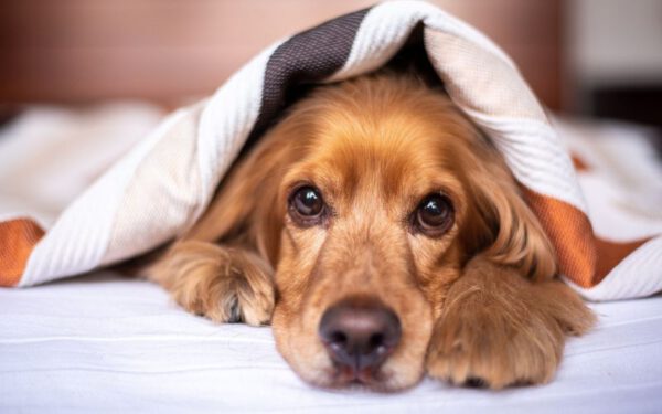 Cachorros conseguem detectar Covid-19 com mais rapidez e eficácia que laboratório