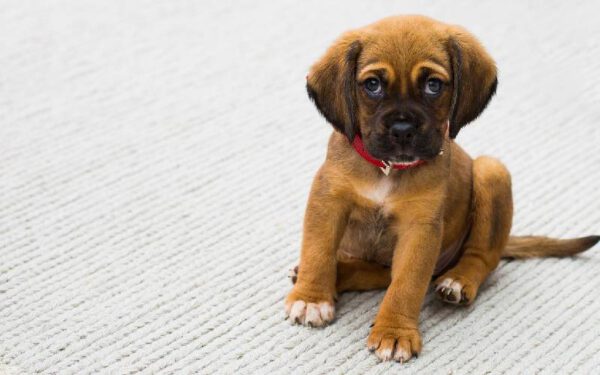 Cachorros conseguem detectar Covid-19 com mais rapidez e eficácia que laboratório