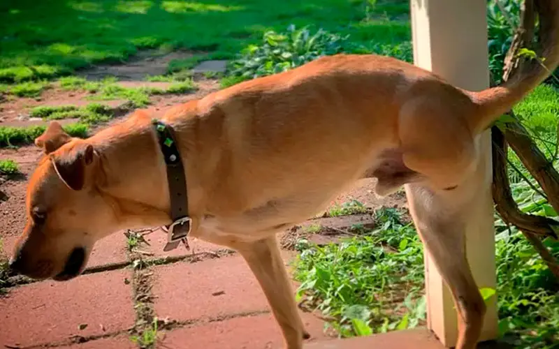 Cães-de-duas-pernas-ajudam-amputados-1