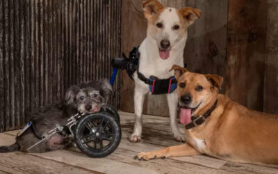 Esses cães de duas patas ensinam os humanos a conviver com amputações