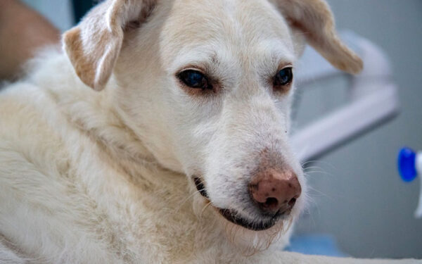 Cães podem ter a chave para a cura do câncer