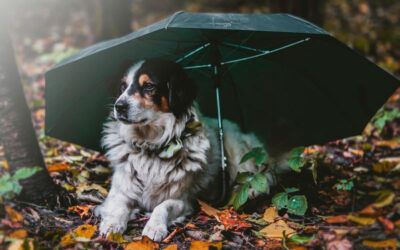 10 dicas para acalmar um cachorro com medo de chuva