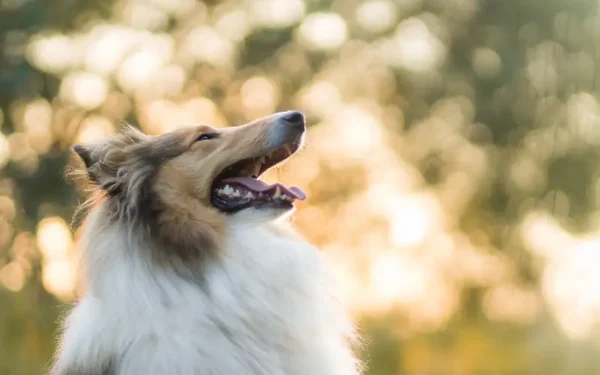 Dicas para cuidar dos cachorros nos dias muito quentes