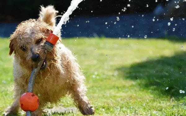 Dicas para cuidar dos cachorros nos dias muito quentes