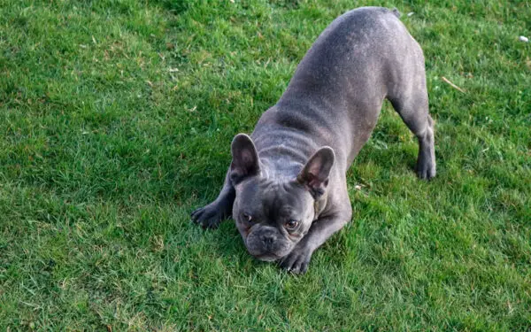 Falar com “voz de bebê” funciona com os cachorros?