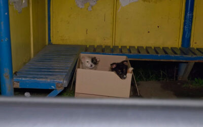 Motorista de ônibus freia para salvar filhotes de cães abandonados na caixa de papelão