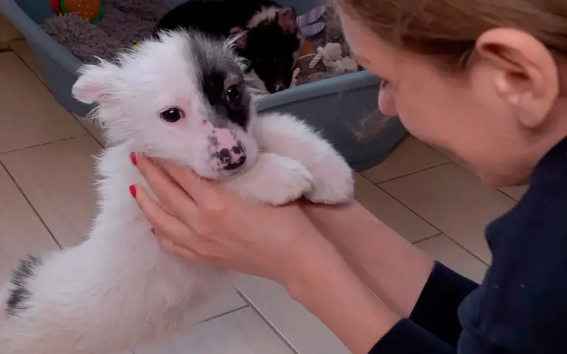 Motorista-salva-filhotes-de-cães-abandonados-4