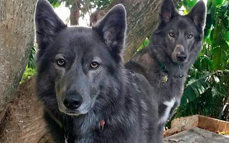 Pastor da baía azul: mulher desenvolve uma nova raça de cães lobos